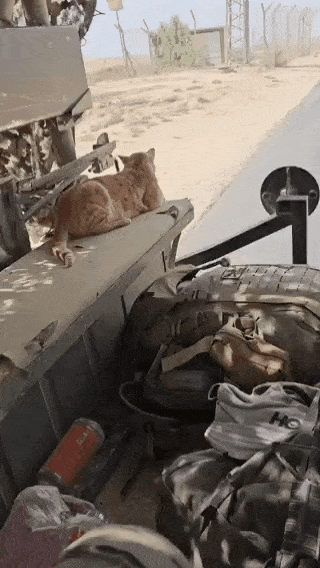 这太疯狂了。一​​只来自加沙的猫不愿离开以色列国防军的吉普车，于是士兵们决定把它