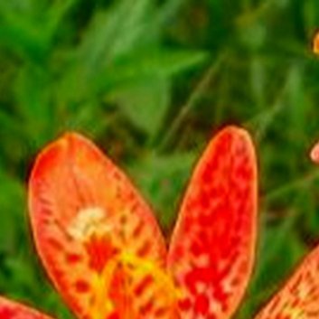 种植🍂射干的种植方法。一、选地与整地射干喜欢温暖湿润的气候，对土壤要求不严，