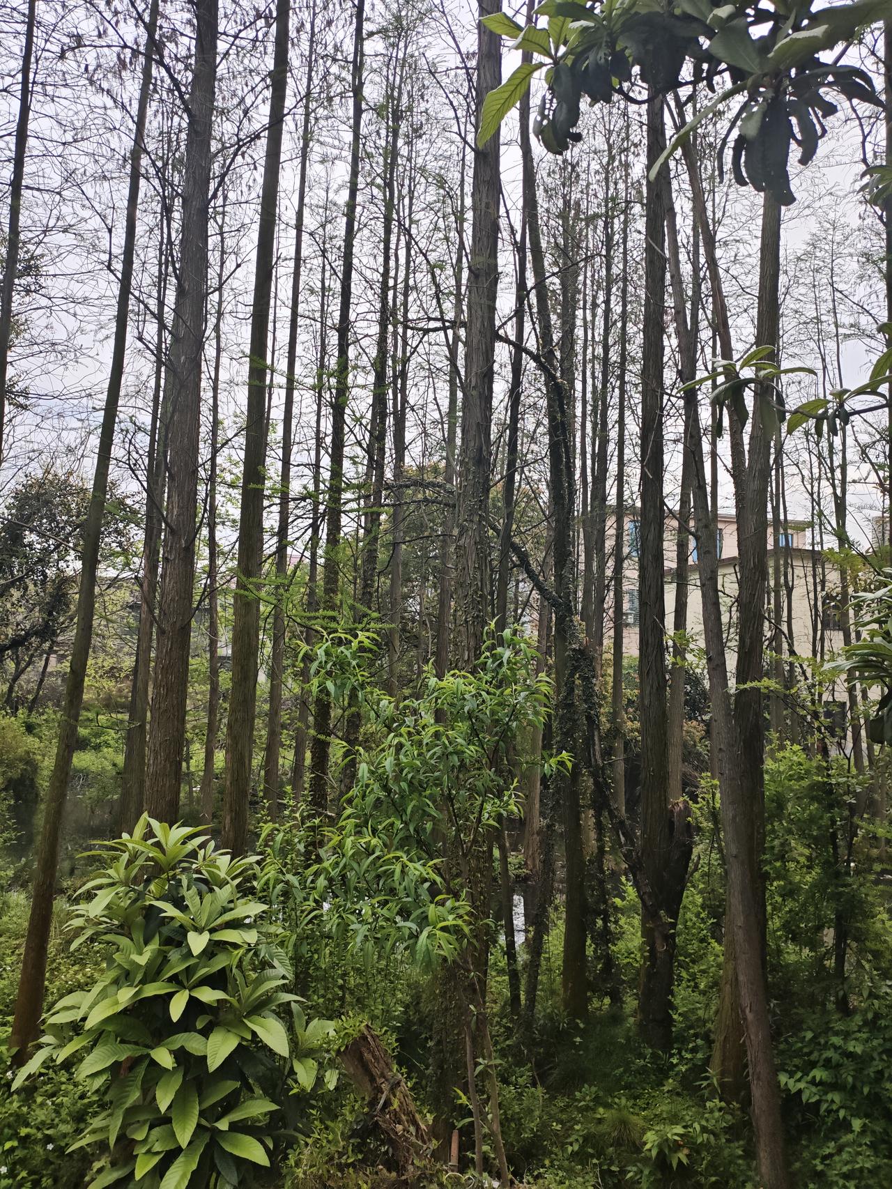 没有后代的清明节是怎样的？今年清明节难得有机会回老家扫墓，扫了一二十位先辈的