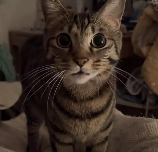 半夜被猫吵醒，我以为它又闹腾，结果竟然是为了救命！