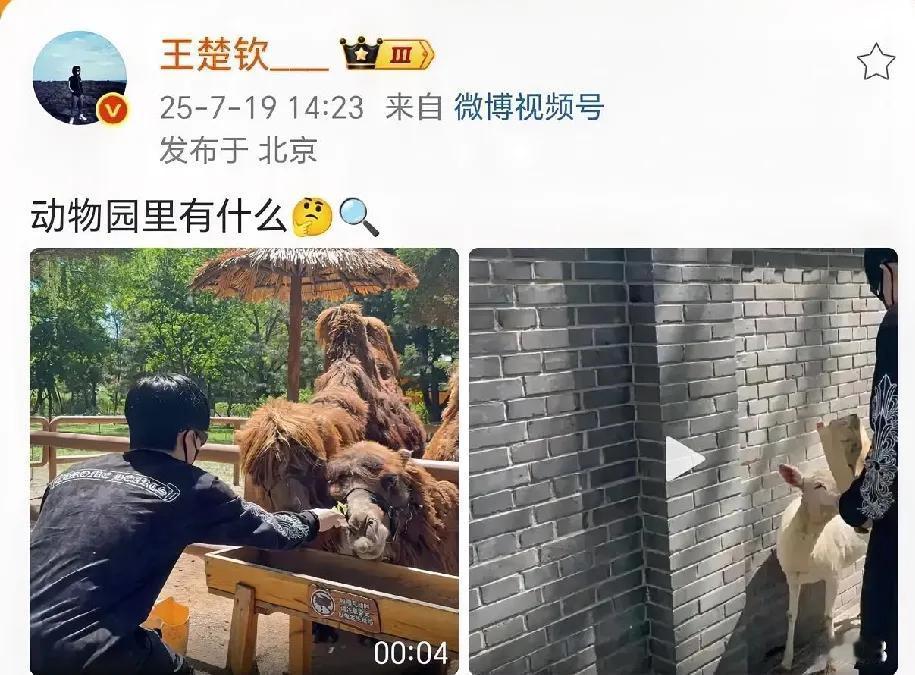 王楚钦太可爱了，跟动物们互动好有爱，看着也好心酸。王楚钦发微博了，他去