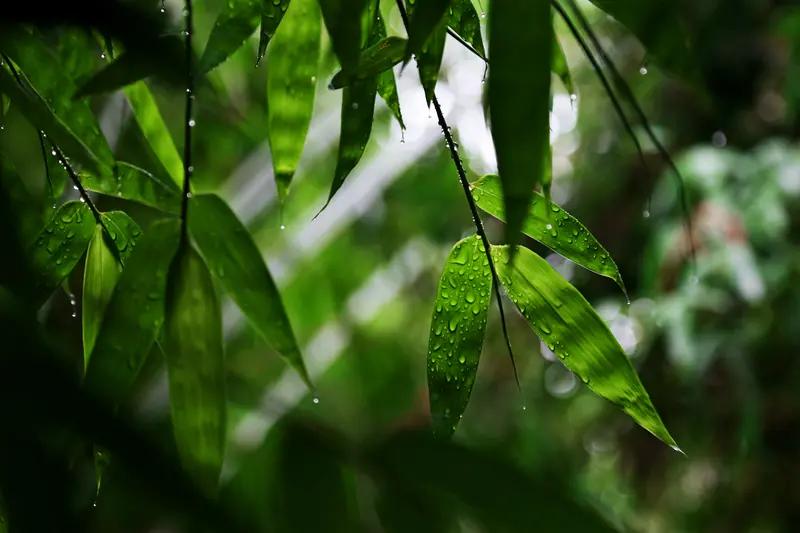 看到“夏雨润绿竹”这个下联，我脑海里一下子就冒出“春风栽绿柳”来对。“春风”对应
