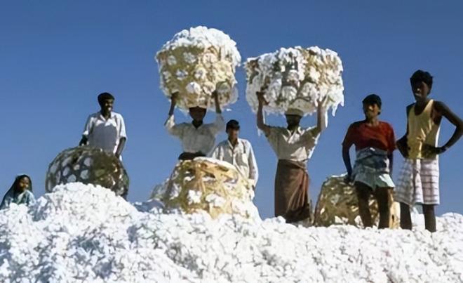 印度疯了？棉花低价卖给中国，转头高价买回，还乐此不疲？别真以为印度在玩什么
