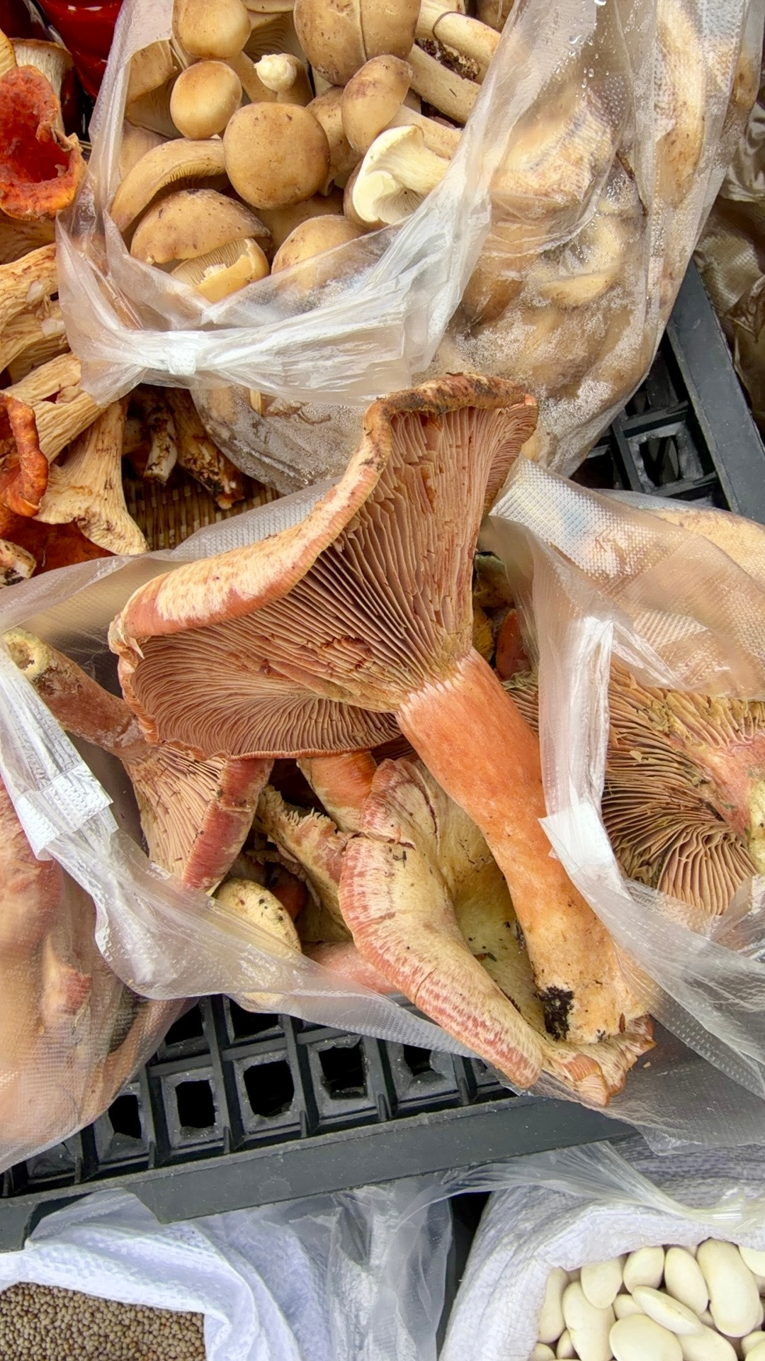 又到了骗外地人来云南采野生菌吃菌子的季节🍄云南旅游攻略君云南野生菌丽江