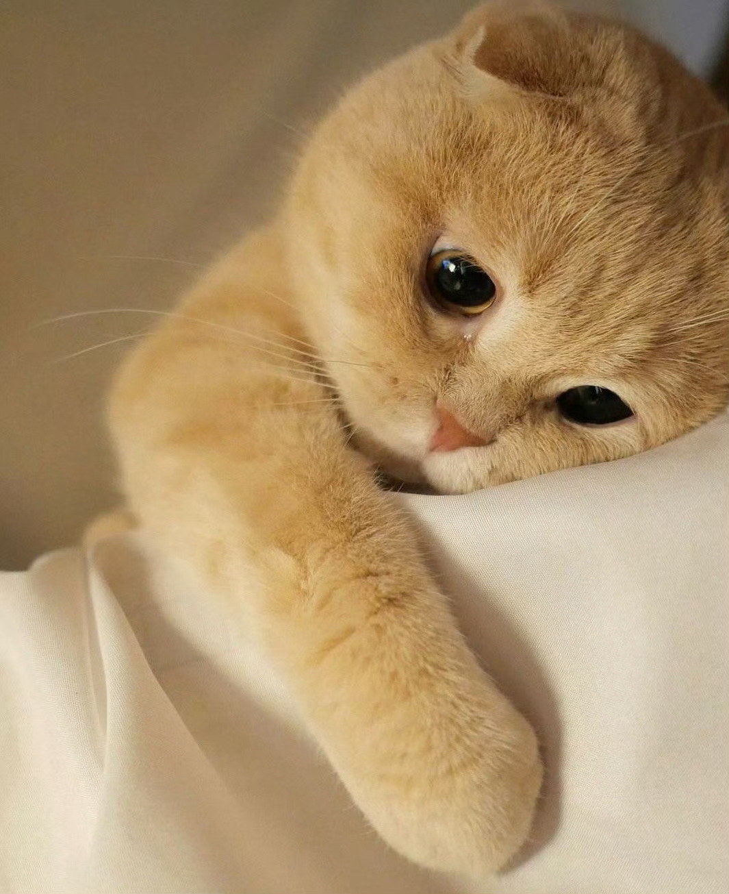 猫咪：妈妈，你又要出门打猎了吗🥹