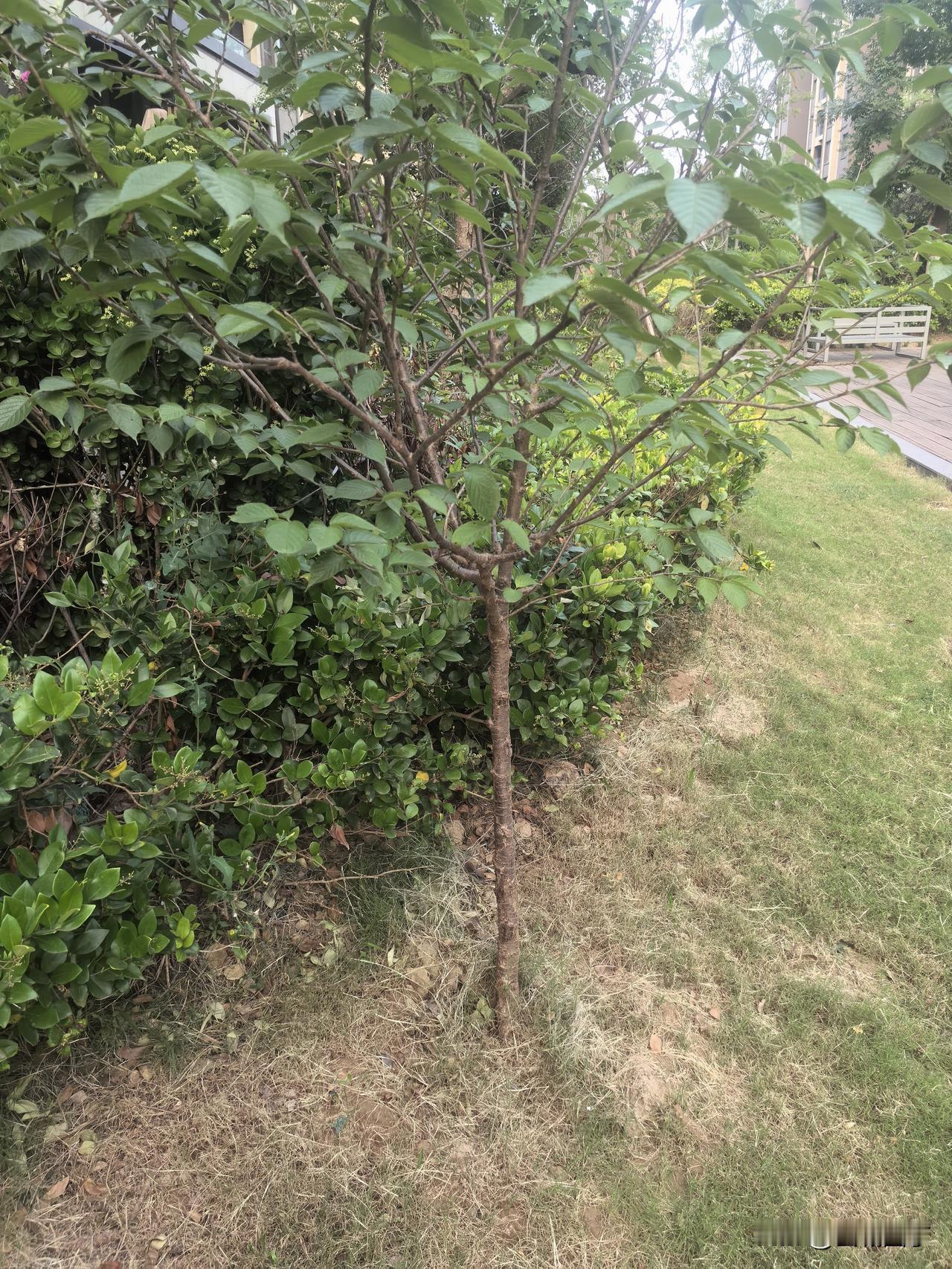 正在浇院子外种的果树，听见有人说：“你应该把果树种到院子里，把花树种到院子外。”
