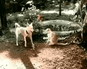 猫咪：我的速度是绝对的第一，你是伤不了我的；狗狗：正常情况下，我是打不赢你，可