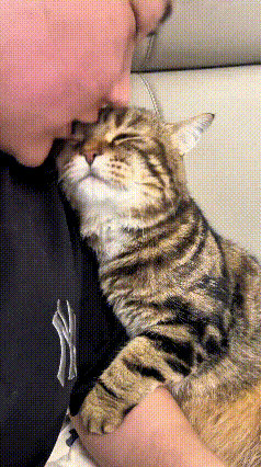 你瞅瞅这画面，看得人心里暖暖的。谁再说小猫性子倔不听话嘞，你看这只狸花猫多黏人。
