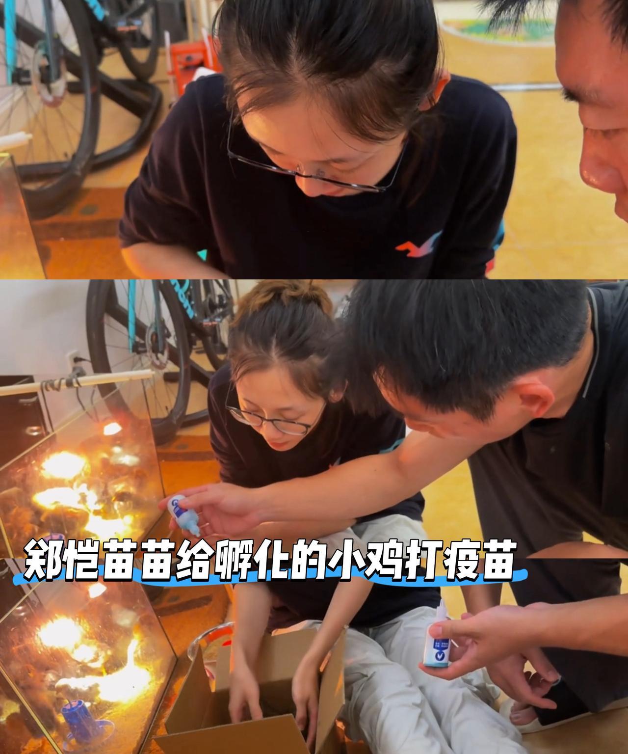 郑恺苗苗一起给孵化的小鸡打疫苗！苗苗好厉害，自己家养的小鸡都是她孵化出来的，跟老