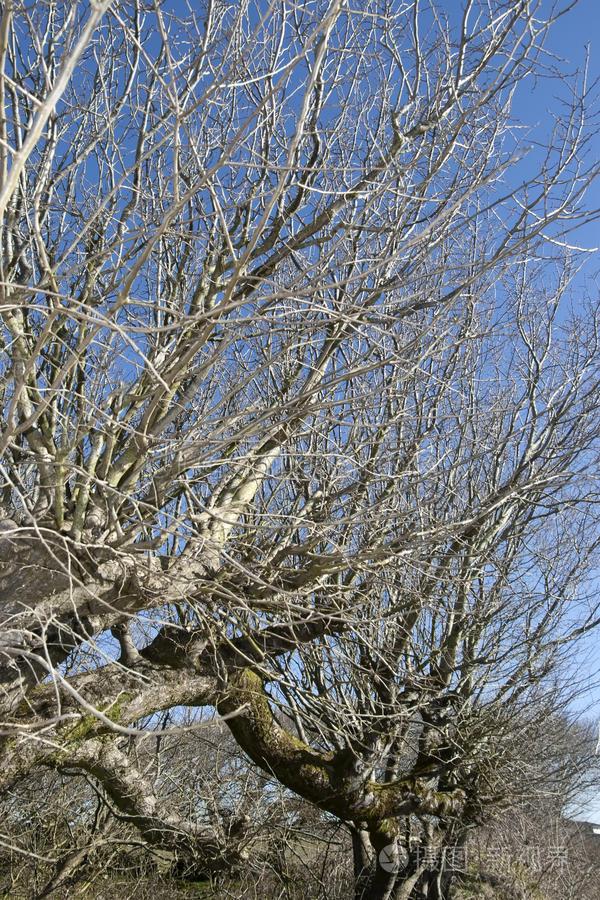 上联：昨夜清风梳绿柳，如何对下联今日冷风吹枯枝