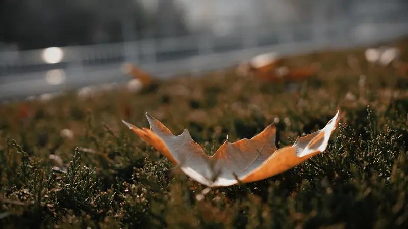 看到“寒风萧瑟叶飘零”这句下联，我脑海里瞬间就开始构思上联了。对联讲究意境和对仗