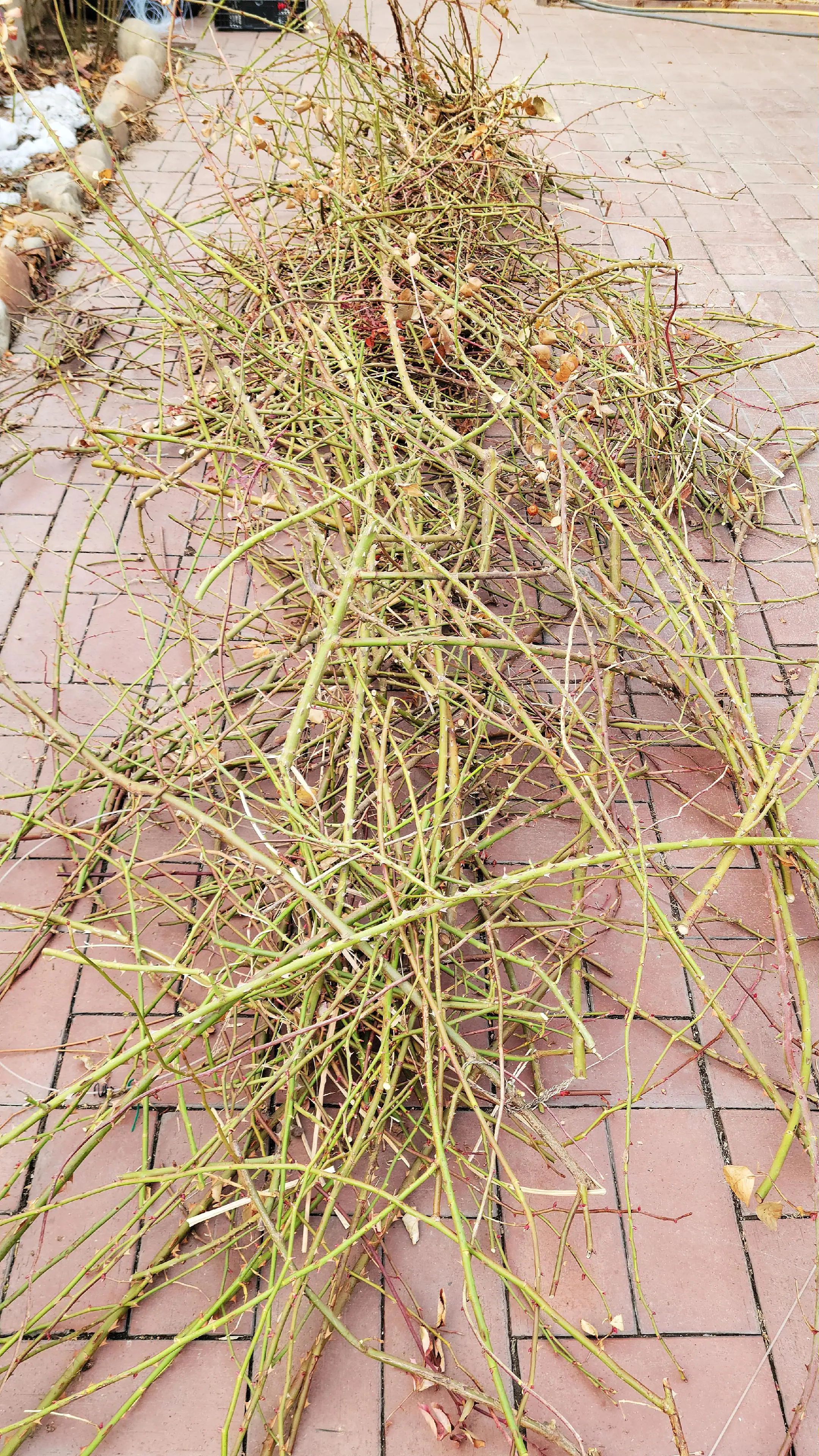 你种植的月季在增加还是在减少？