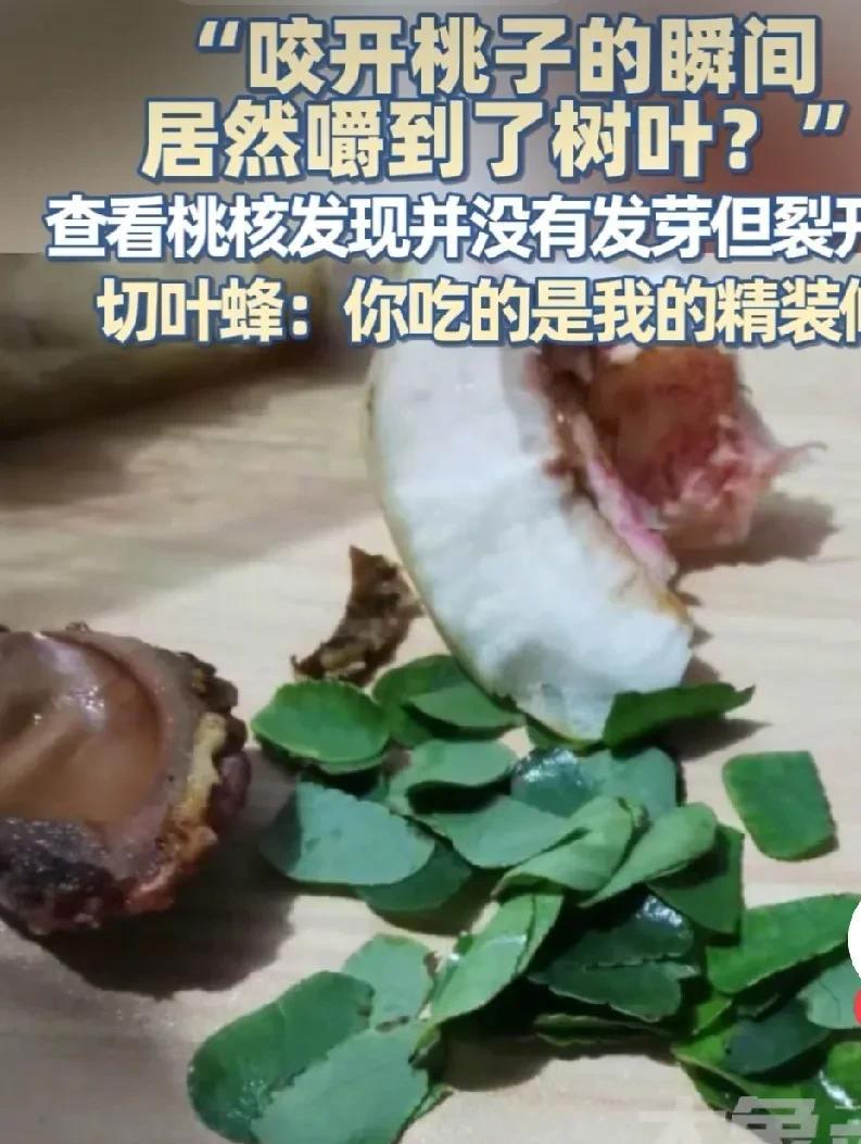“笑喷了”吃桃子竟然嚼出叶子来了。近日，北京的李女士买桃子，在咬开桃子嚼桃子时