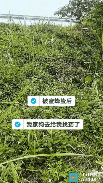 暖心一幕！主人被蜜蜂蛰疼得嘟囔，狗狗竟主动进山寻草药男子出门劳作时不慎被蜜