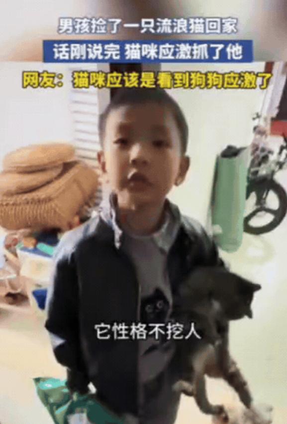 河南一男孩捡了一只流浪猫回家，为了让妈妈同意，他一个劲解释，这猫咪性格很温顺，不
