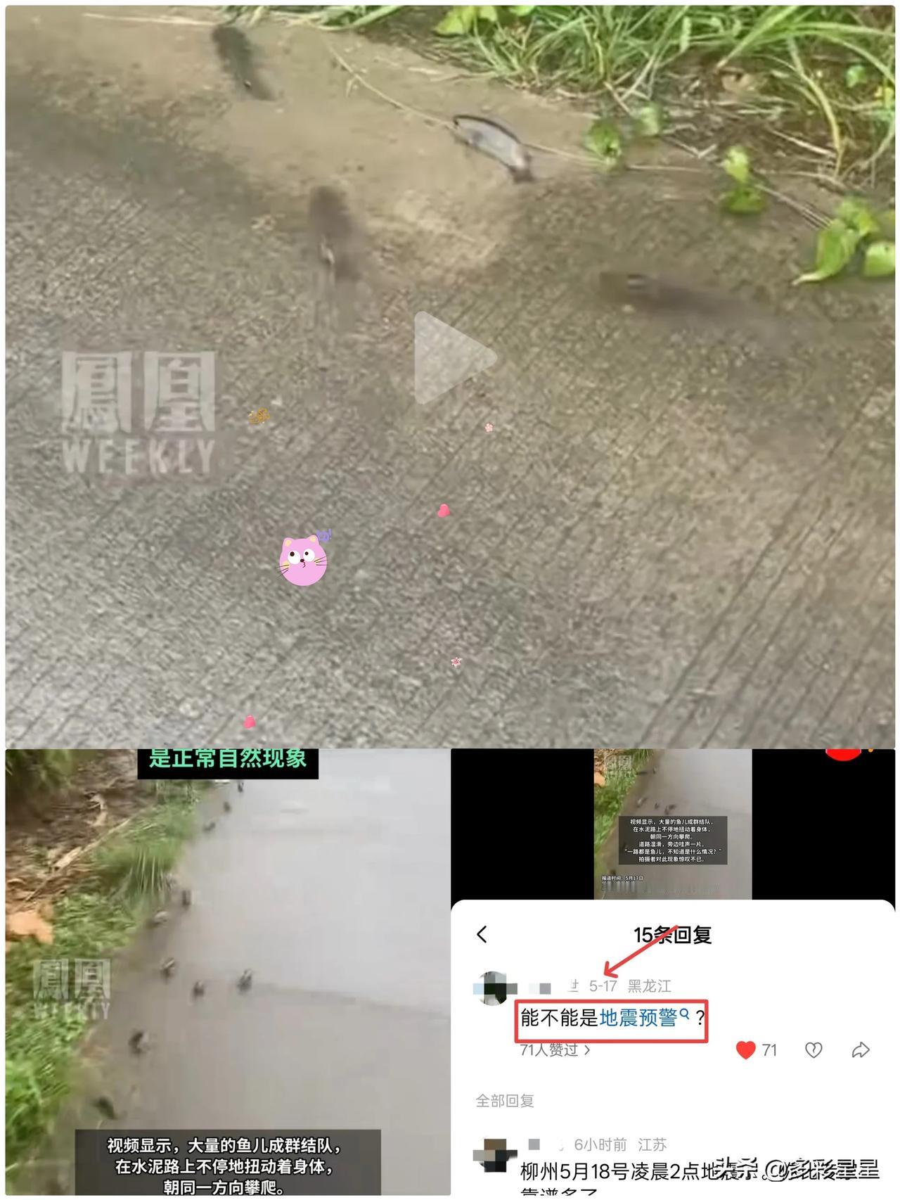 柳州发生地震前一天，广西某地曾出现反常现象：当地村民发现成群的过山鲫在路上迁徙。