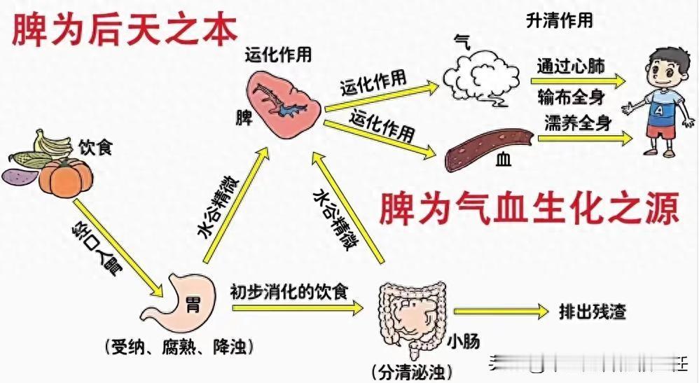 儿科医生告诉你一个长高“鼻祖方”，适合矮小但不想打生长激素的孩子一碗健脾四