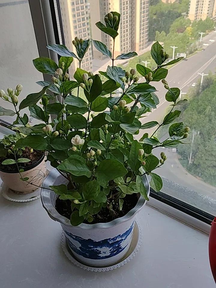刚去市场买了一盆茉莉花，香气扑鼻。它栽在白色的仿青花瓷盆里，有好多花苞，看样子能