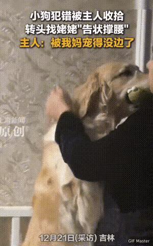谁说毛孩子不懂人情世故？吉林这只小狗直接把“找靠山”玩明白了，简