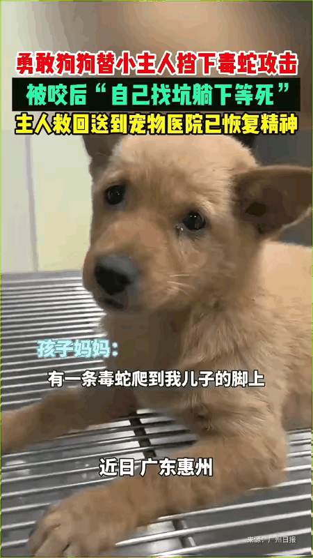 家里土狗被蛇咬了，治疗费要好几千，你治不治？这个问题换了其他人可能有人会犹豫