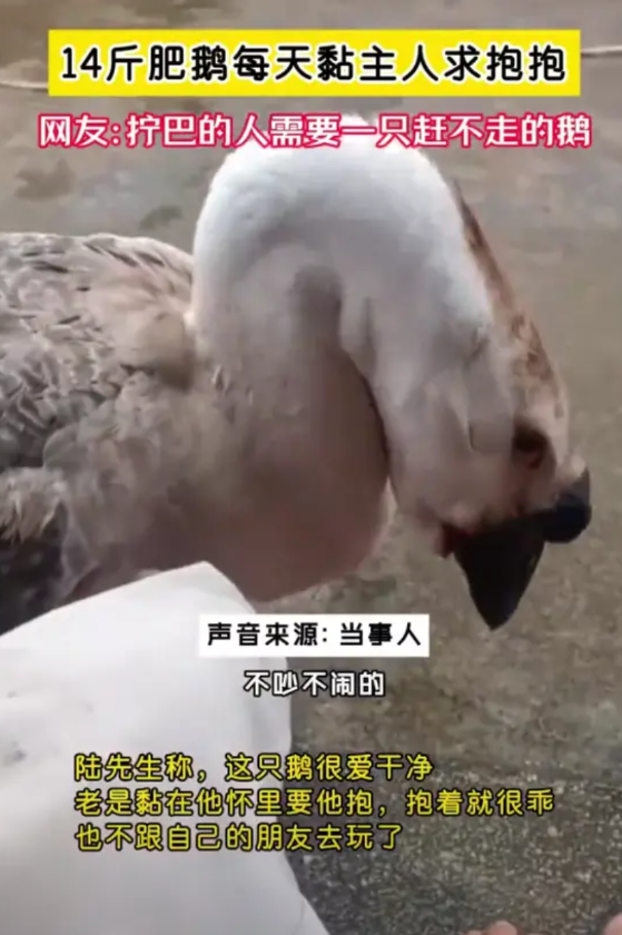 太有灵性了！广西，一村民家养的大鹅火了！别人家养鹅，要么看家护院，要么养肥了吃肉