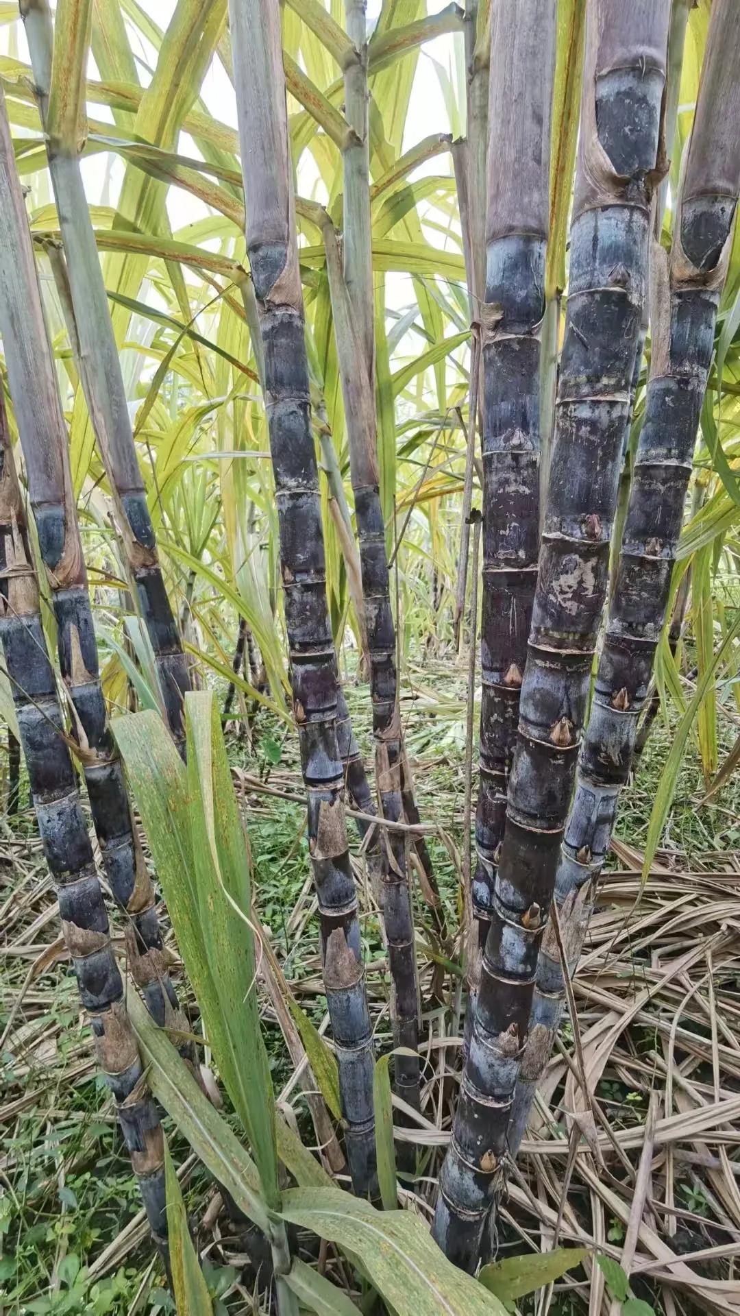 女儿流感好了后一直干咳，孩子小也不敢给她吃太多药，同事说是让我试试甘蔗煮水喝
