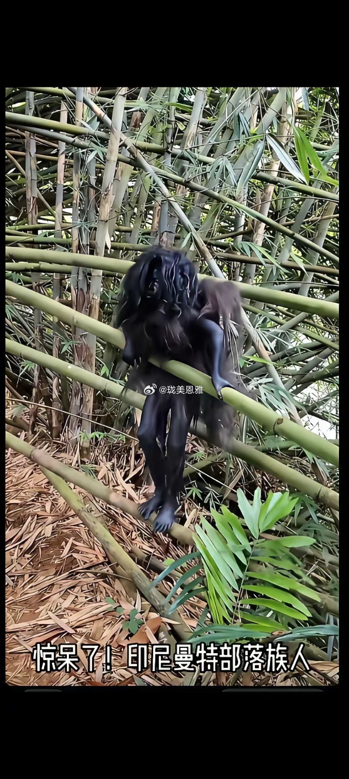 野人！现在还是国家保护动物吗