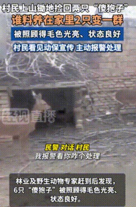 “长期饭票没了！”2025年6月，陕西，一村民上山锄地时，竟将两只“傻狍子”带回