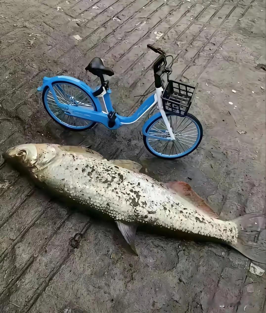 今天的鱼获怎么样