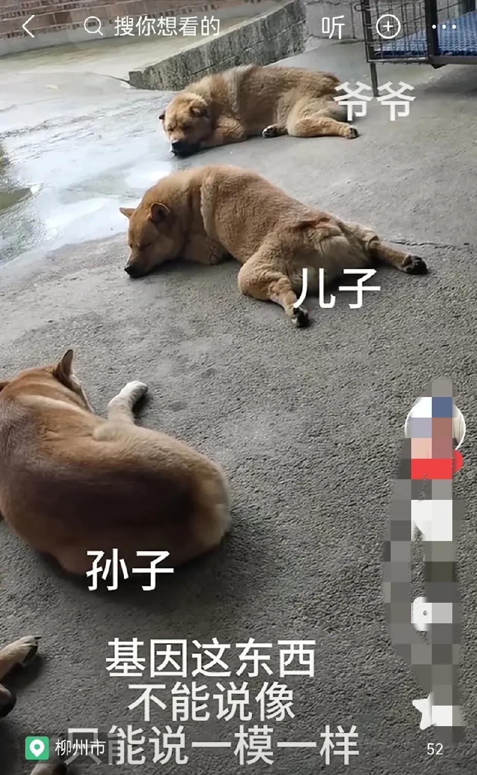 据说他们是三代单传，狗丁不旺啊。