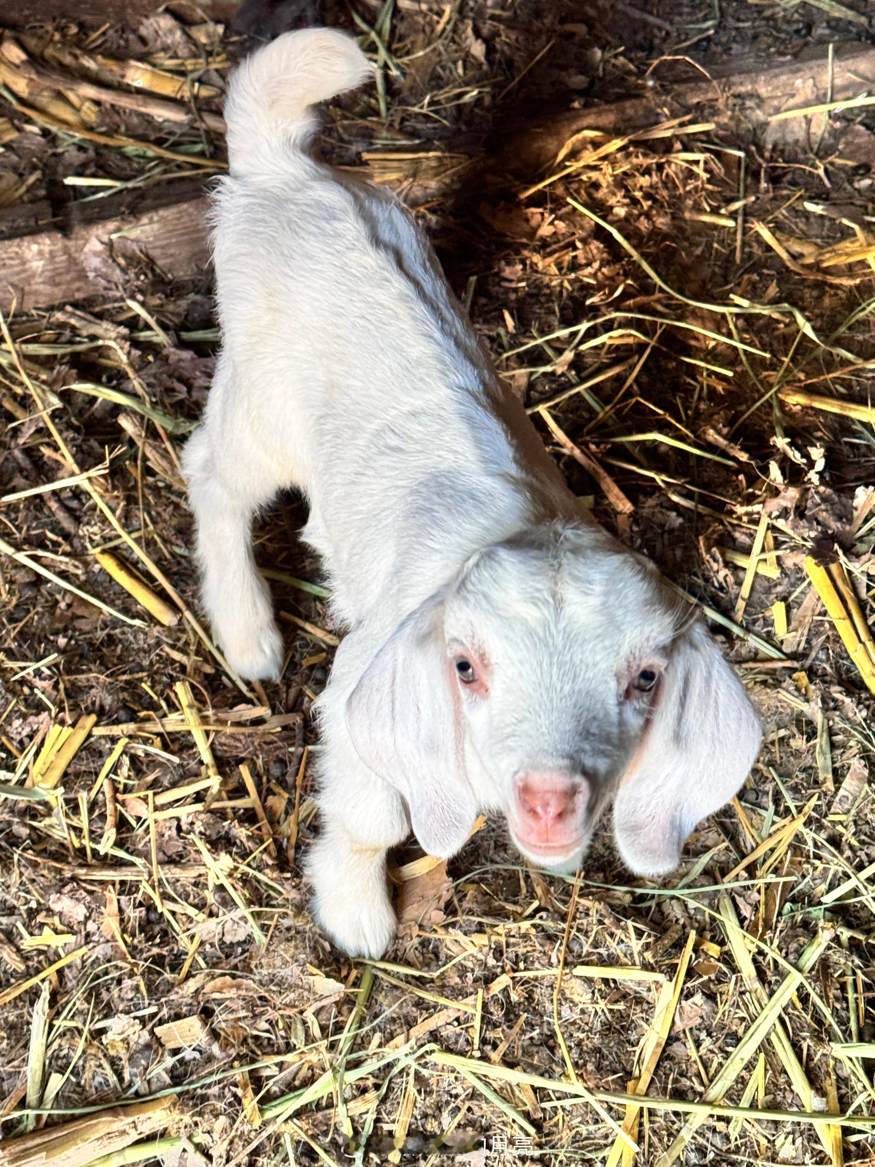 可爱的小羊羔🐑摄影生活手记​​​