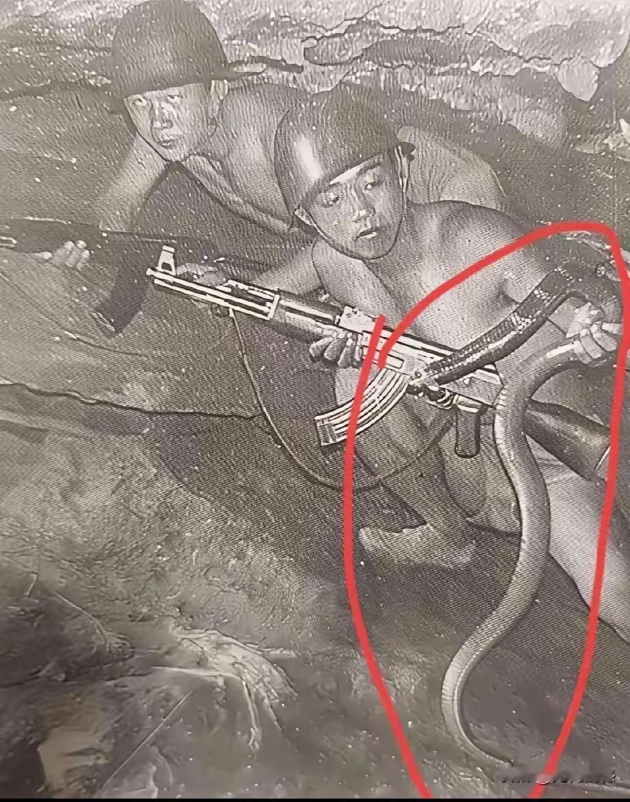 在老山前线的猫耳洞里，比敌人子弹更让人头皮发麻的，是这些随时从泥缝里钻出来的毒蛇