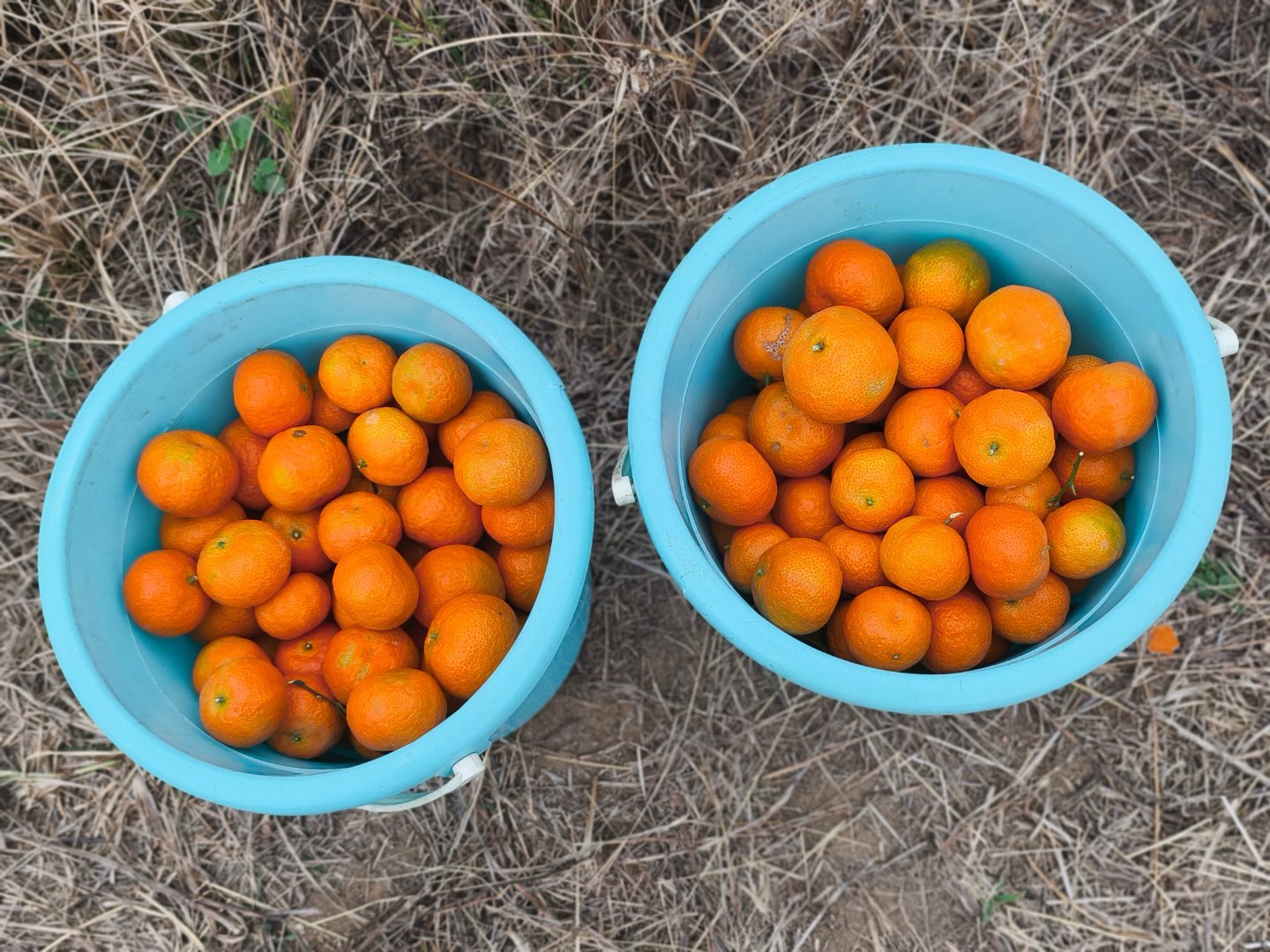 炉石传说两桶金色传说！