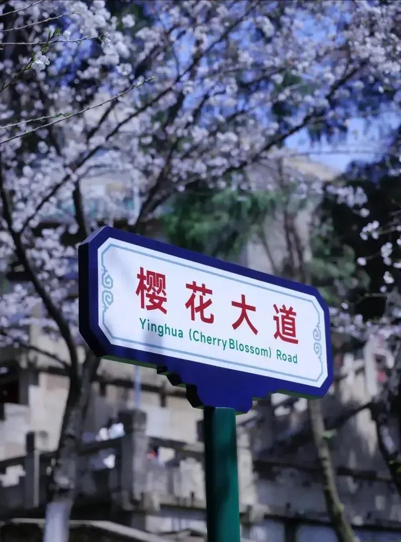 武汉大学的“樱花大道”，有多少人理解错了？它的存在只是提醒世人：勿忘国耻！这