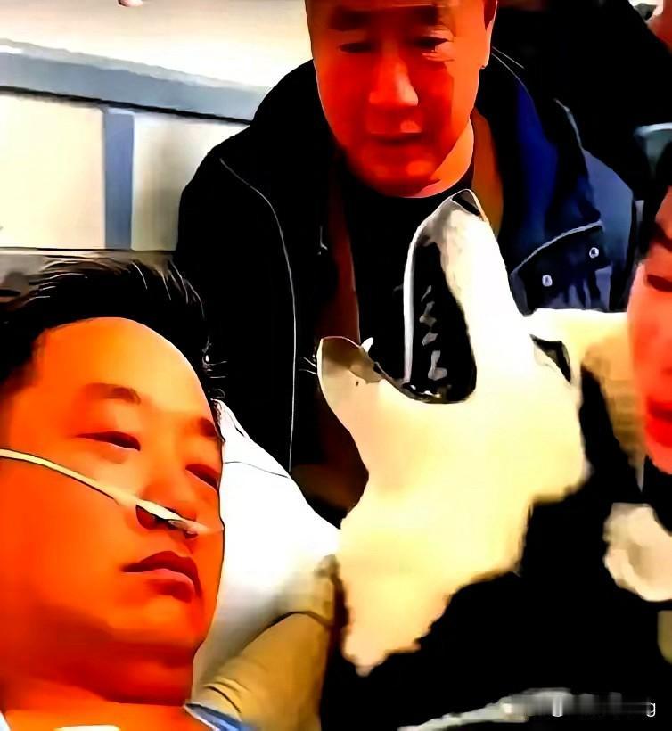 ICU破例放行的那只土狗，把多少人看哭了！五十六岁的老张，无儿无女，这条陪了