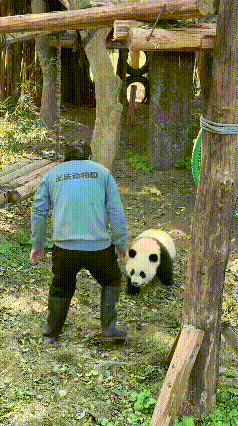 重庆动物园的熊猫三妹这小脾气也太招人疼了！饲养员外公怕它爬秋千摔着，一直伸手在旁