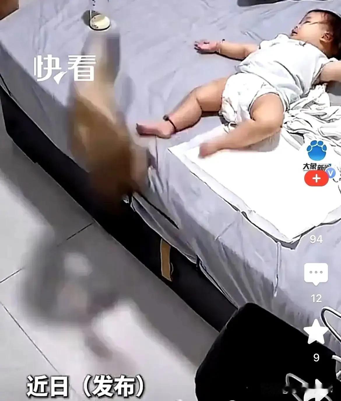 山东网友家的监控视频彻底火了！猫咪蓄力往床上跳，半空中突然瞅见躺着小宝宝，当场一