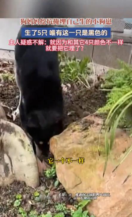 “解释不清了！”广东，一只黑狗生下了五个幼崽，四黄一黑。不料幼崽落地，狗妈竟当