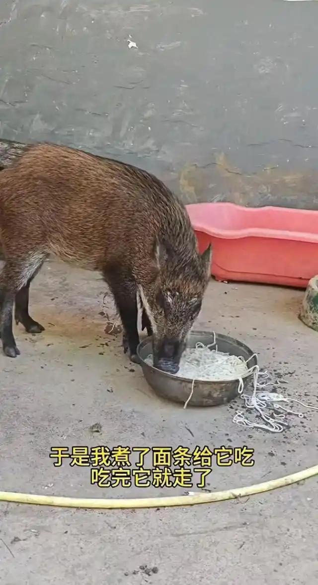 “解释不清了！”广东，一头野猪跑到男子家中，男子看它瘦得皮包骨还有伤，心生怜悯，