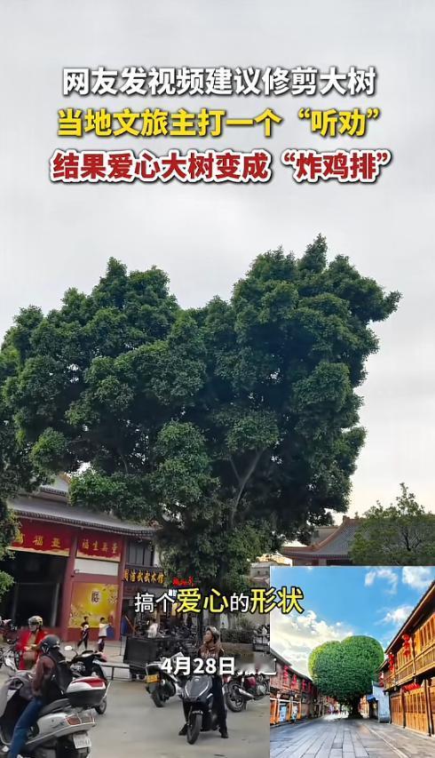 “笑不活了！”4月28日报道，广东揭阳，一男子发现一棵大树的形状像爱心，建议修建