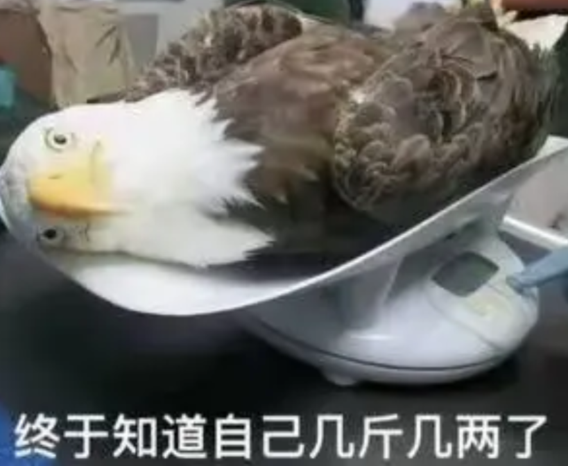 美国人一上秤，知道自己几斤几两了。就在今天，美国商务部正式通知德国西门子公司，