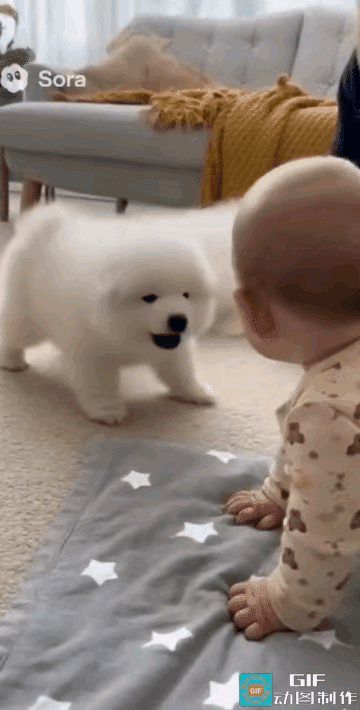 小狗挑衅小主人，狗妈火速拖走，狗爸：热闹不嫌大网友家里上演爆笑名场面！小狗