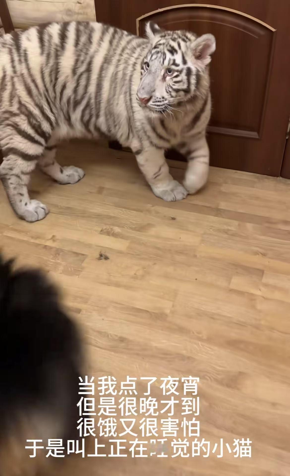 你吃外卖，小猫吃外卖猿?🤣👌