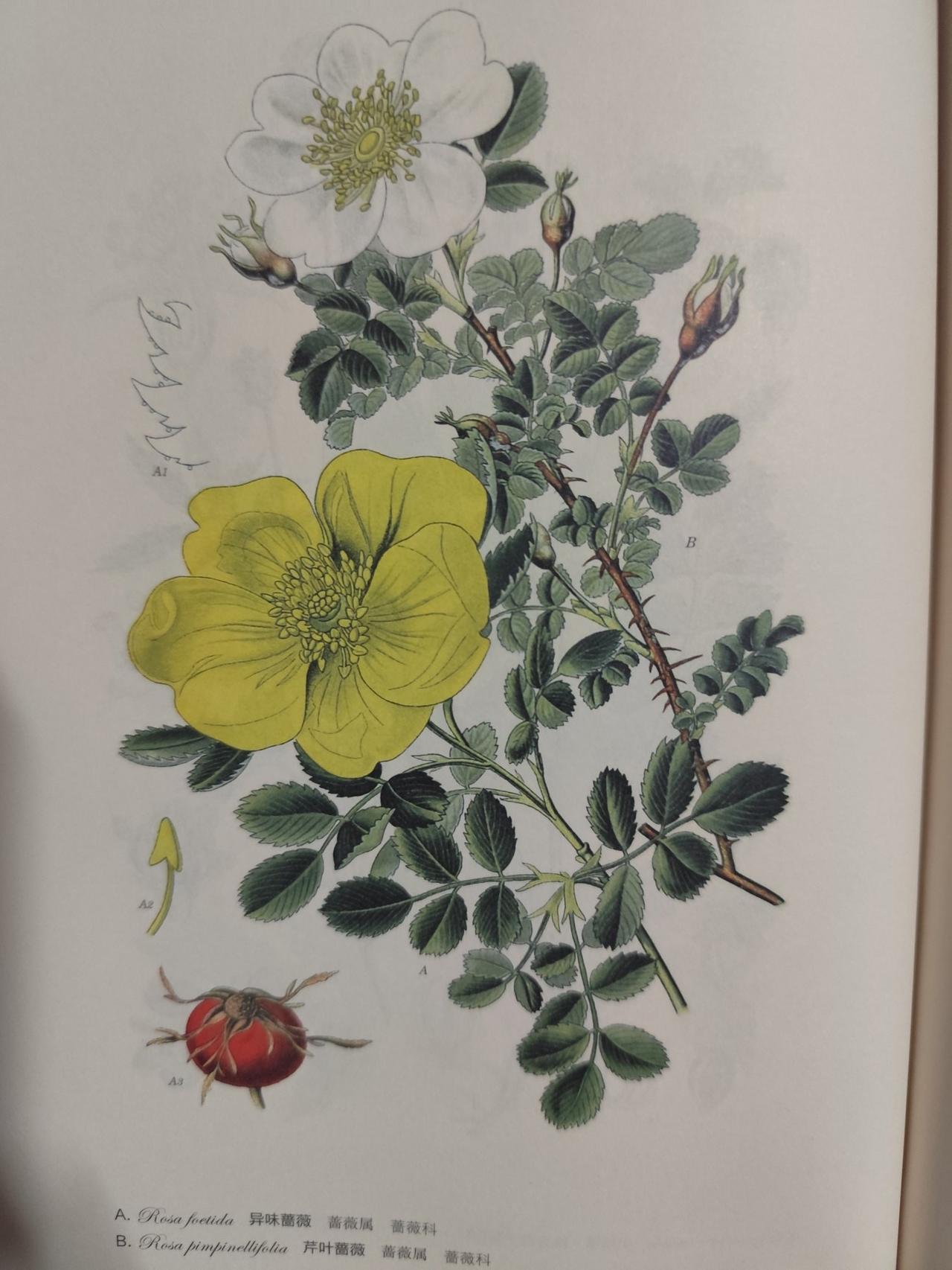 想不到，如此精美的画作是100年前，德国著名植物学家，教授奥托.威廉.托美博士（