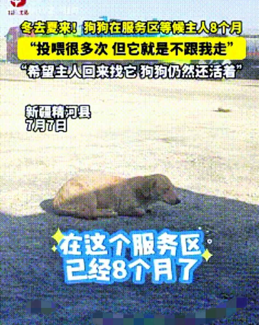 泪目了！新疆，一男子得知狗狗在服务区等待主人8个月，投喂多次，却不愿意被男子收养
