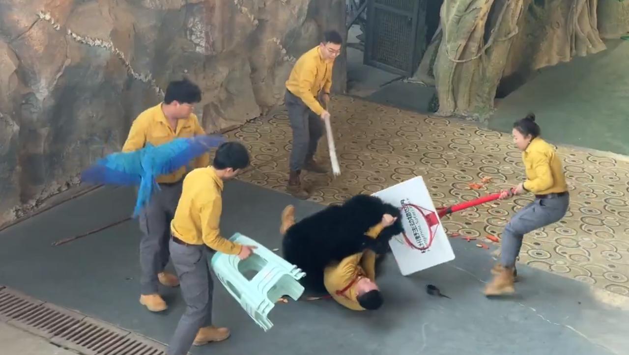 2025年12月6日发生在杭州野生动物世界的一起事件：杭州野生动物园，黑熊表演时