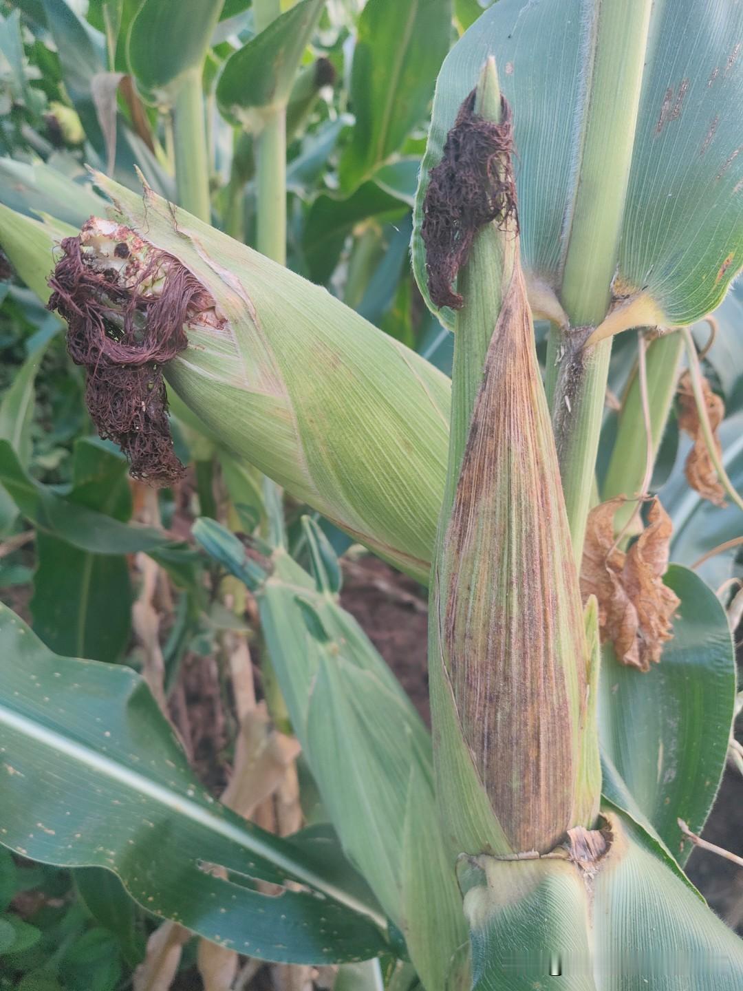 农村土地承包30年不变，或延续承包是对的，这是稳定土地经营权的利用。土地经营权