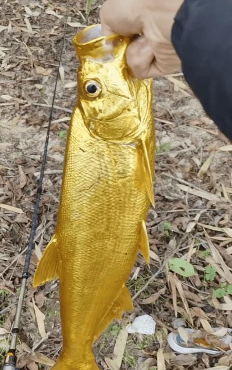 这也太幸运了！浙江嘉兴，一男子河边钓鱼，下钩没多久，手里的竿子猛地一沉，等把鱼遛