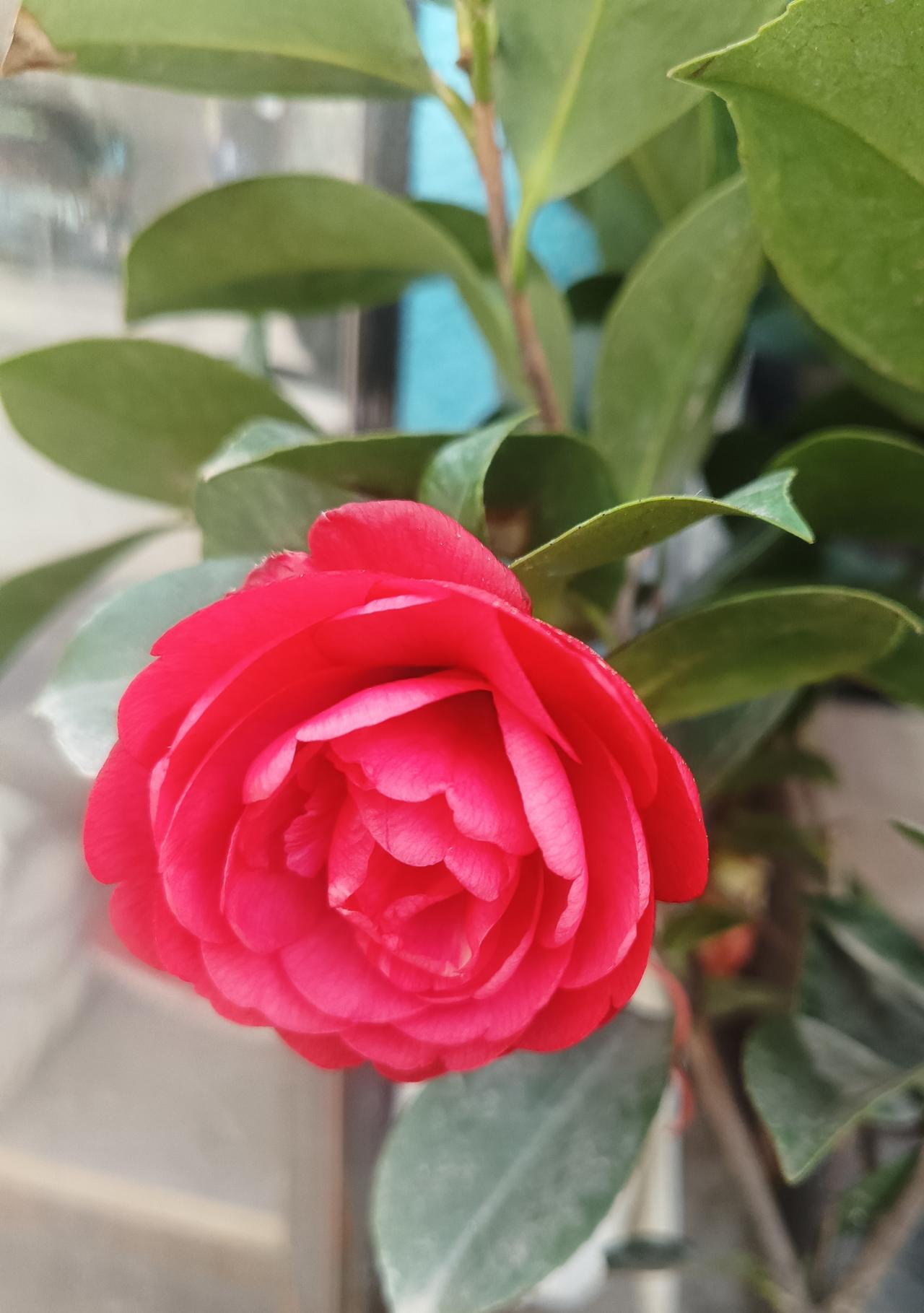 造星，星也要有造的基础，若果没有承载星的基础，你怎么造也造不出来的！刘国梁同志