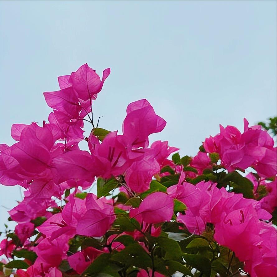 东部战区杨志斌晋升 12月22日上午，东部战区杨志斌晋升。 该同志从军履